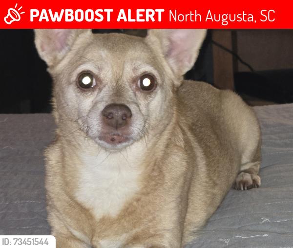 Lost Female Dog last seen Circlewood drive and Fairview Avenue, North Augusta, SC 29841