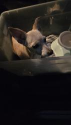 Reunited Male Dog last seen Sloangate Dr, Birnam Wood Blvd, Spring, TX 77373