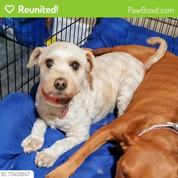 Reunited Male Dog last seen NE 31st ave and E. Fort King Street, 34470, Ocala, FL 34471