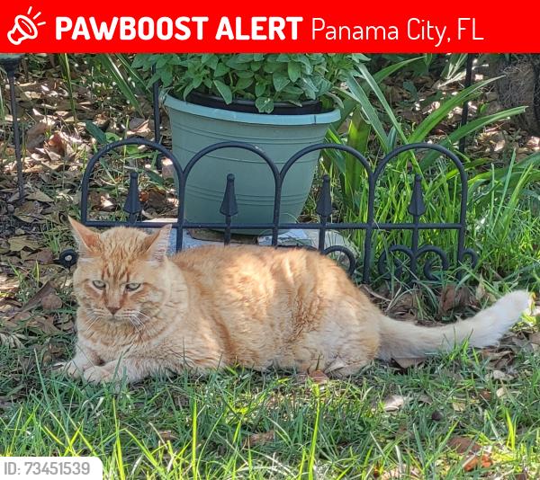 Lost Male Cat last seen Highway 77, across from Lake Merial (Perkins Road) s, Panama City, FL 32412
