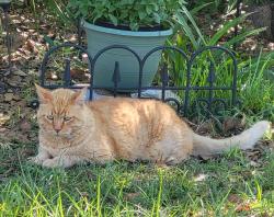 Lost Male Cat last seen Highway 77, across from Lake Merial (Perkins Road) s, Panama City, FL 32412