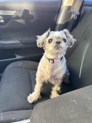 Lost Female Dog last seen Hilliard-Rome and Hillbrook, Columbus, OH 43119