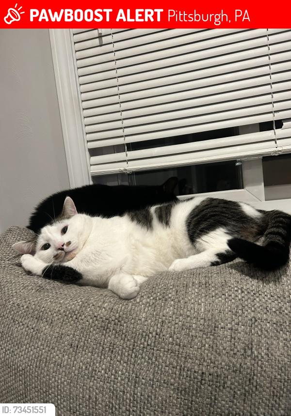 Lost Male Cat last seen Pioneer Ave, Pittsburgh, PA 15226