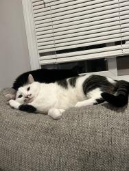 Lost Male Cat last seen Pioneer Ave, Pittsburgh, PA 15226