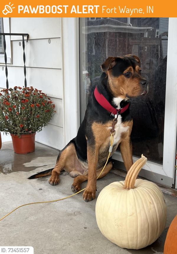 Found/Stray Male Dog last seen Wells Street, 5th street, Fort Wayne, IN 46808
