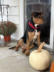 Found/Stray Male Dog last seen Wells Street, 5th street, Fort Wayne, IN 46808