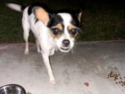 Found/Stray Male Dog last seen Waddell ave, West Whittier-Los Nietos, CA 90606