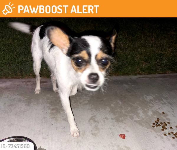 Found/Stray Male Dog last seen Waddell ave, West Whittier-Los Nietos, CA 90606