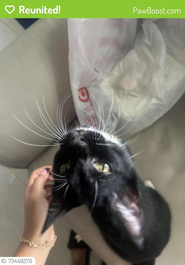Reunited Male Cat last seen Henderson road by hendersom hammock and walmart, Tampa, FL 33625