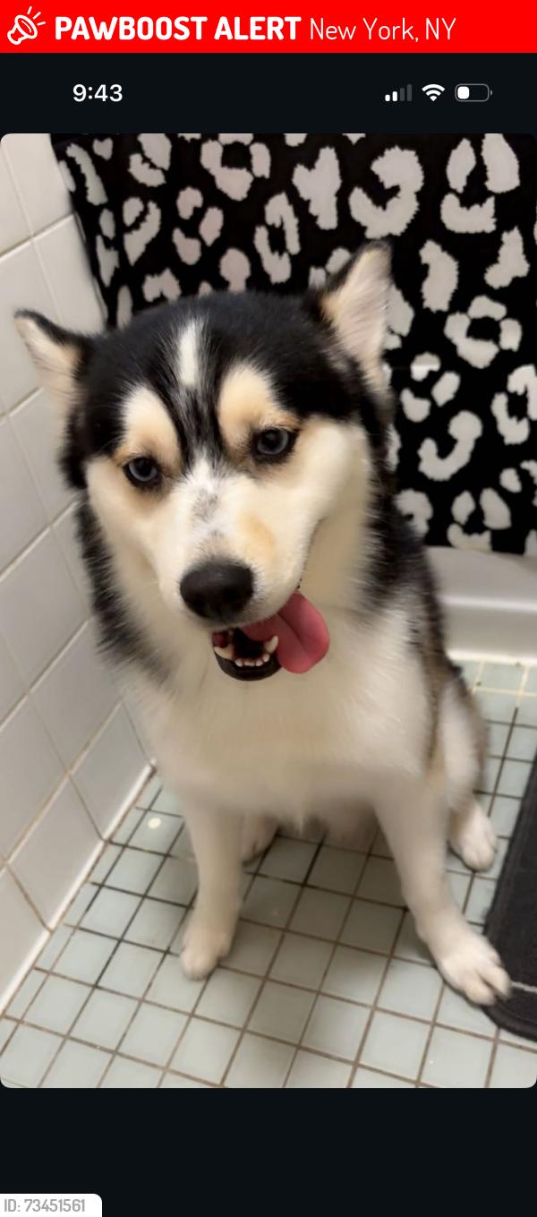 Lost Male Dog last seen East 125th st, New York, NY 10035