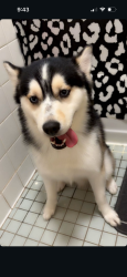Lost Male Dog last seen East 125th st, New York, NY 10035