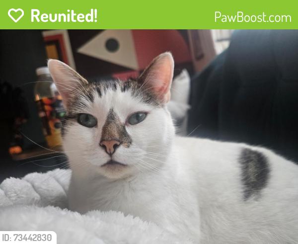 Reunited Male Cat last seen Romanian Orthodox Church, Nottingham, England NG5 5TN