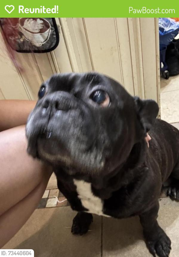 Reunited Male Dog last seen Elliott ave/ South broadway, Yonkers, NY 10705