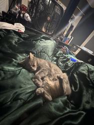 Found/Stray Female Cat last seen Culvers, Brandon, FL 33511