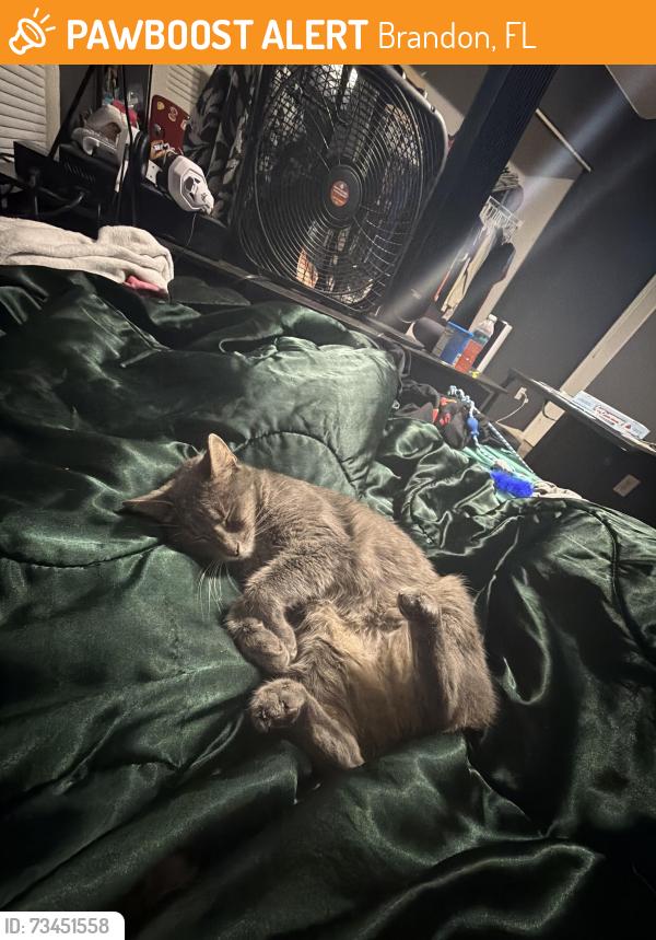 Found/Stray Female Cat last seen Culvers, Brandon, FL 33511
