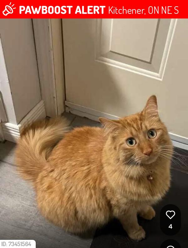 Lost Male Cat last seen Sunrise plaza, Kitchener, ON N2E 3S8