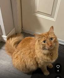 Lost Male Cat last seen Sunrise plaza, Kitchener, ON N2E 3S8