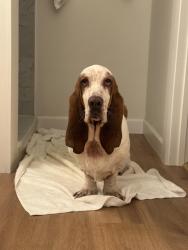 Found/Stray Male Dog last seen Heron bay loop, Mobile County, AL 36523