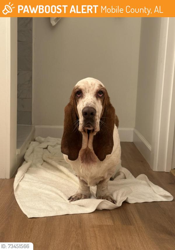 Found/Stray Male Dog last seen Heron bay loop, Mobile County, AL 36523