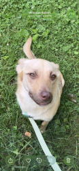 Lost Female Dog last seen Coosa county road 126 Kellyton, Kellyton, AL 35089