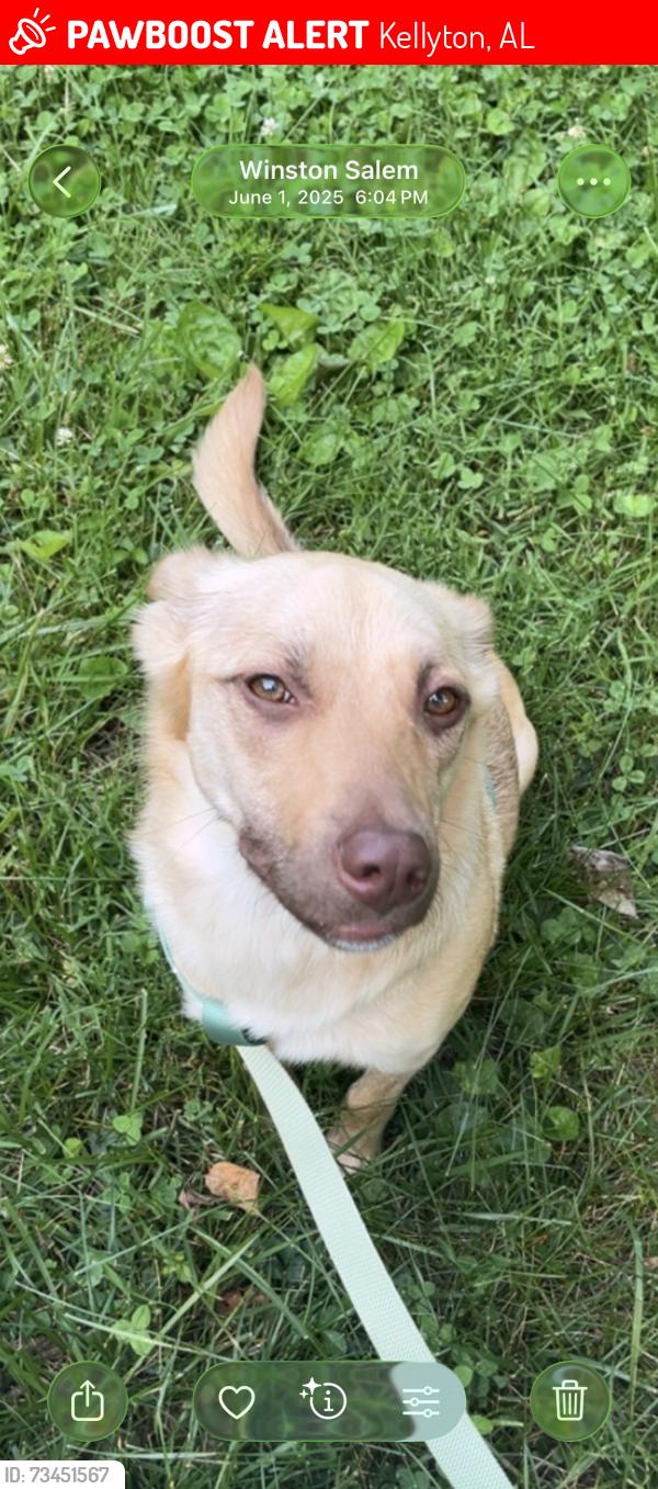 Lost Female Dog last seen Coosa county road 126 Kellyton, Kellyton, AL 35089