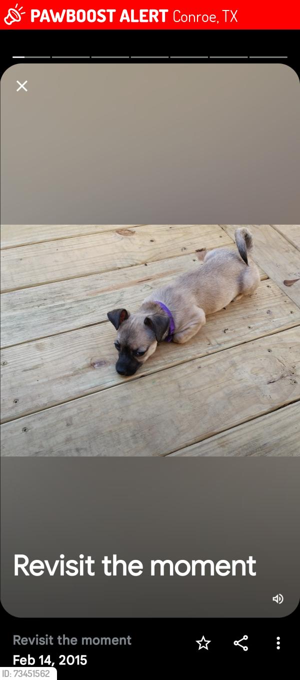 Lost Female Dog last seen Near katydis ct Conroe tx, Conroe, TX 77301