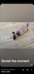 Lost Female Dog last seen Near katydis ct Conroe tx, Conroe, TX 77301