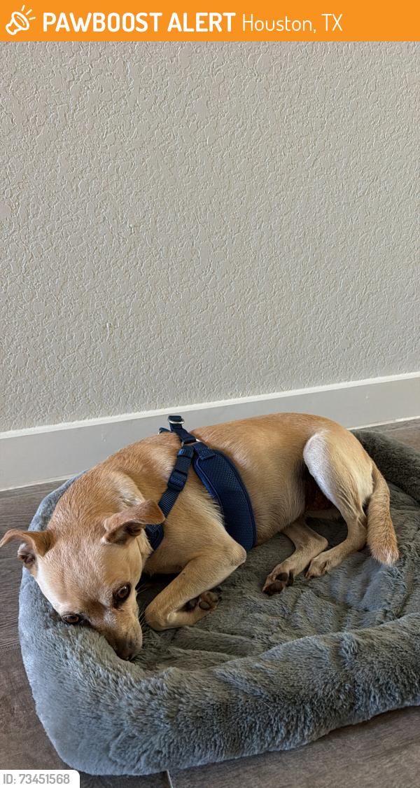Found/Stray Female Dog last seen Shadow Creek Ranch, Houston, TX 77047