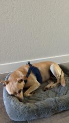 Found/Stray Female Dog last seen Shadow Creek Ranch, Houston, TX 77047