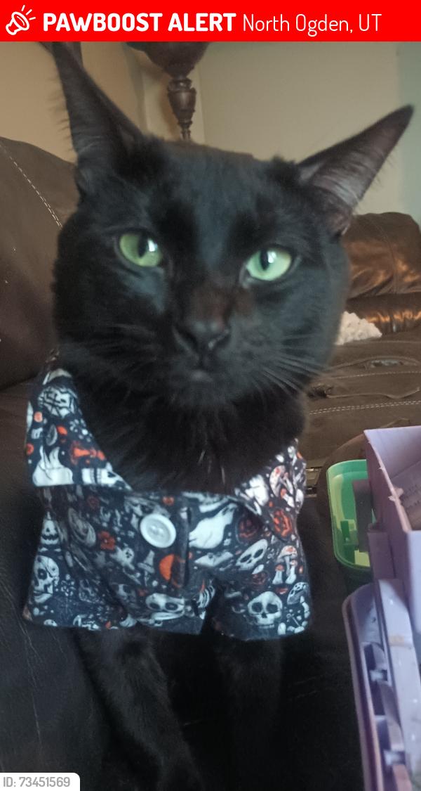 Lost Male Cat last seen Smiths, North Ogden, UT 84414