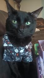 Lost Male Cat last seen Smiths, North Ogden, UT 84414