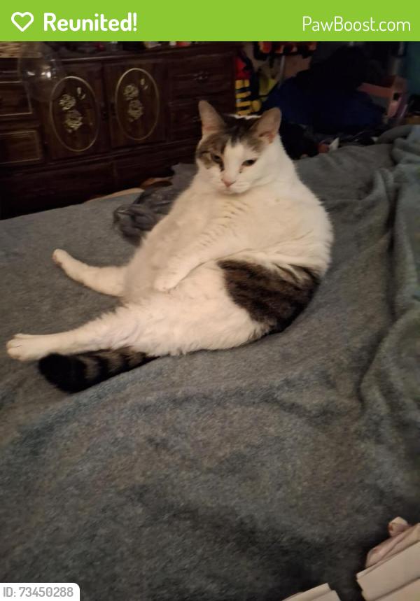 Reunited Female Cat last seen Huffine Mill Rd/Red Cedar Rd/ Huffine Farm Rd, Guilford County, NC 27301