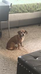 Reunited Male Dog last seen Corporate dr, Stafford, TX 77478