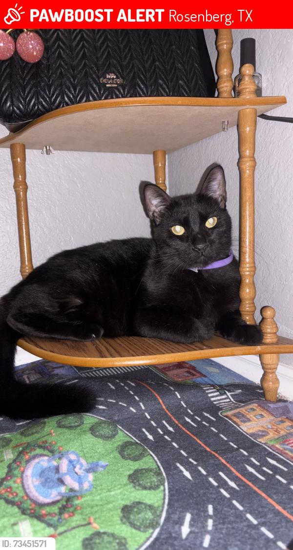 Lost Male Cat last seen Cottonwood school rd, Rosenberg, TX 77471