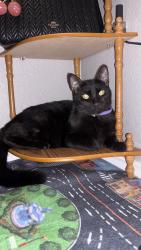 Lost Male Cat last seen Cottonwood school rd, Rosenberg, TX 77471