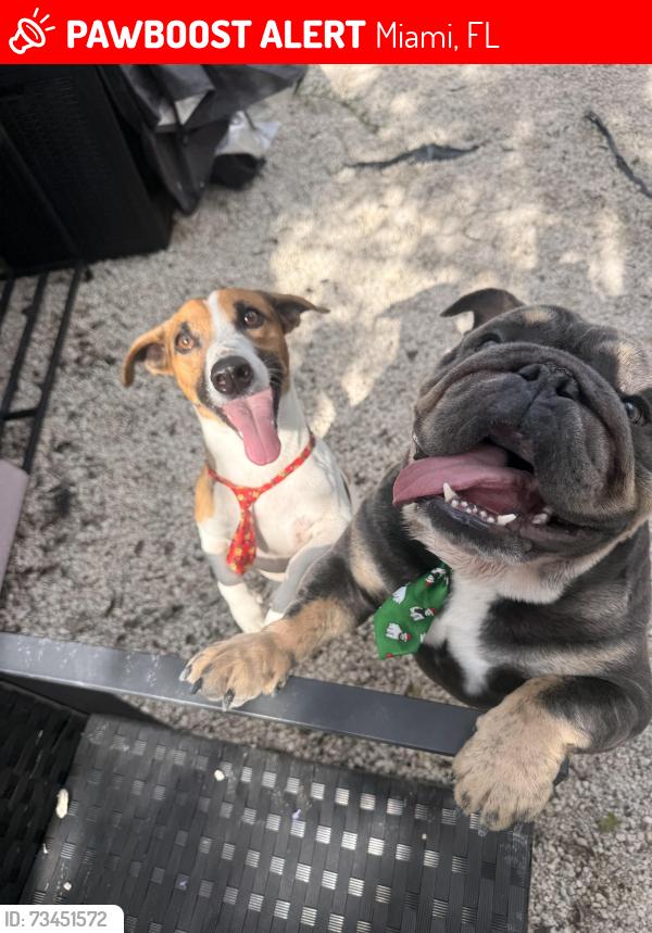 Lost Male Dog last seen Near sw 175th st, Miami, FL 33177