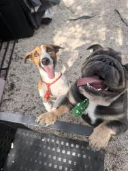Lost Male Dog last seen Near sw 175th st, Miami, FL 33177