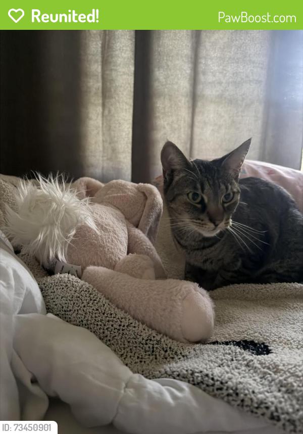 Reunited Female Cat last seen Applewood subdivision, Rome, GA 30165