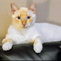 Lost Male Cat last seen Shearer Hills McCullough/Oblate, San Antonio, TX 78216
