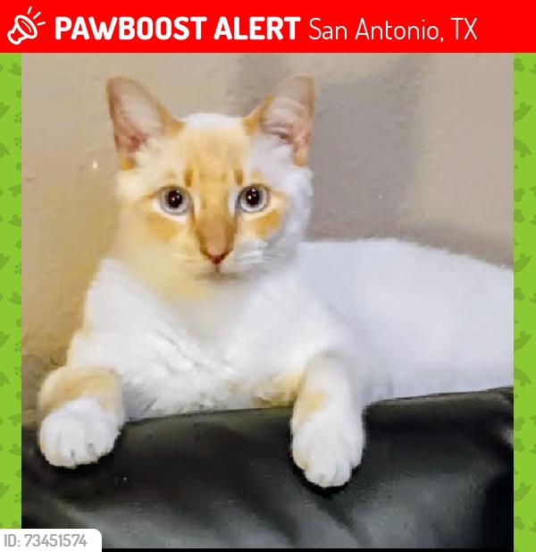 Lost Male Cat last seen Shearer Hills McCullough/Oblate, San Antonio, TX 78216