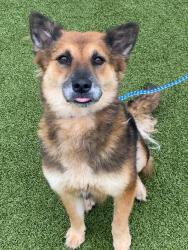 Shelter Stray Female Dog last seen Near BLOCK BANDERA DR, FAYETTEVILLE NC 28303, 4704 Corporation Dr, Fayetteville, NC 28306, USA