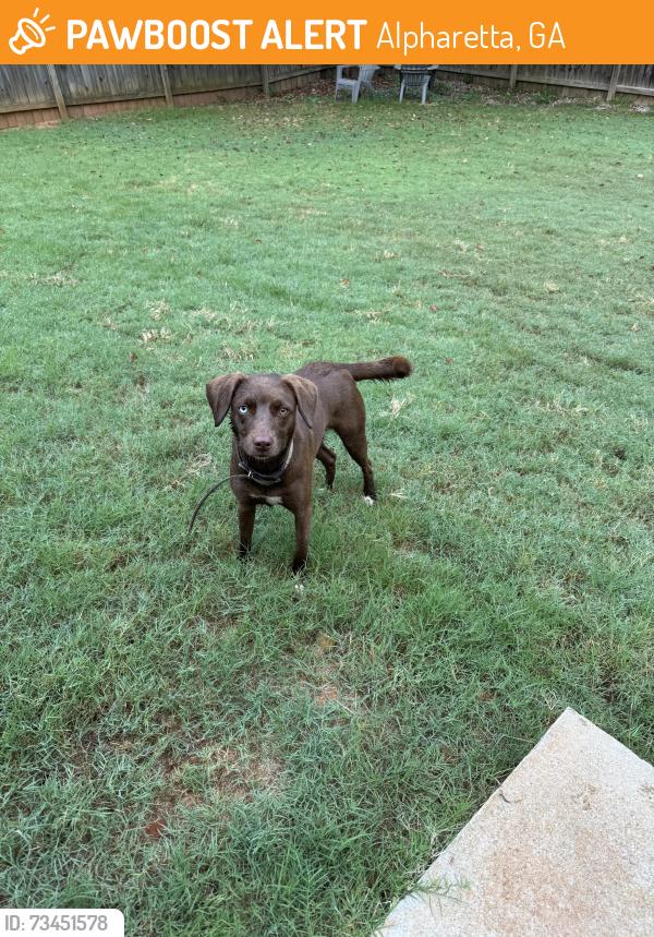 Found/Stray Female Dog last seen Near shepherds pond, Alpharetta, GA 30004