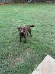 Found/Stray Female Dog last seen Near shepherds pond, Alpharetta, GA 30004