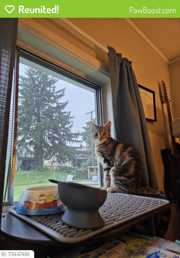 Reunited Female Cat last seen Continental Rd - Fireside, York, PA 17404