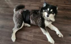 Reunited Male Dog last seen Solandra Cir W, Jacksonville, FL 32210