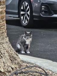 Found/Stray Unknown Cat last seen Warm springs & Profile Ave in the Enterprise dealership back parking lot, Henderson, NV 89014