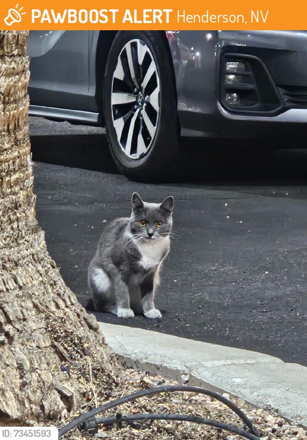 Found/Stray Unknown Cat last seen Warm springs & Profile Ave in the Enterprise dealership back parking lot, Henderson, NV 89014