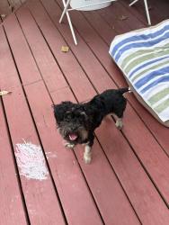 Found/Stray Female Dog last seen Peaceful Canyon, Indian Springs, Spring, TX 77381