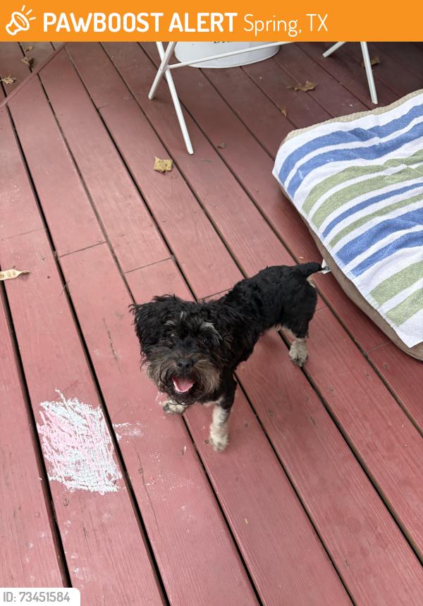 Found/Stray Female Dog last seen Peaceful Canyon, Indian Springs, Spring, TX 77381