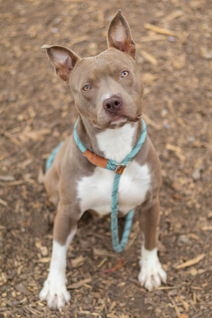 Shelter Stray Male Dog last seen Near Covington Drive, 30032, GA, 3280 Chamblee Dunwoody Rd, Chamblee, GA 30341, USA